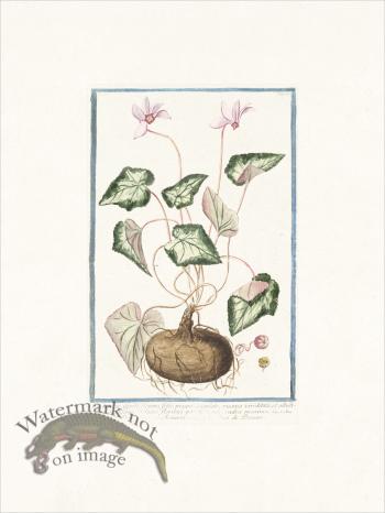 Bonelli 168 Round Cyclamen